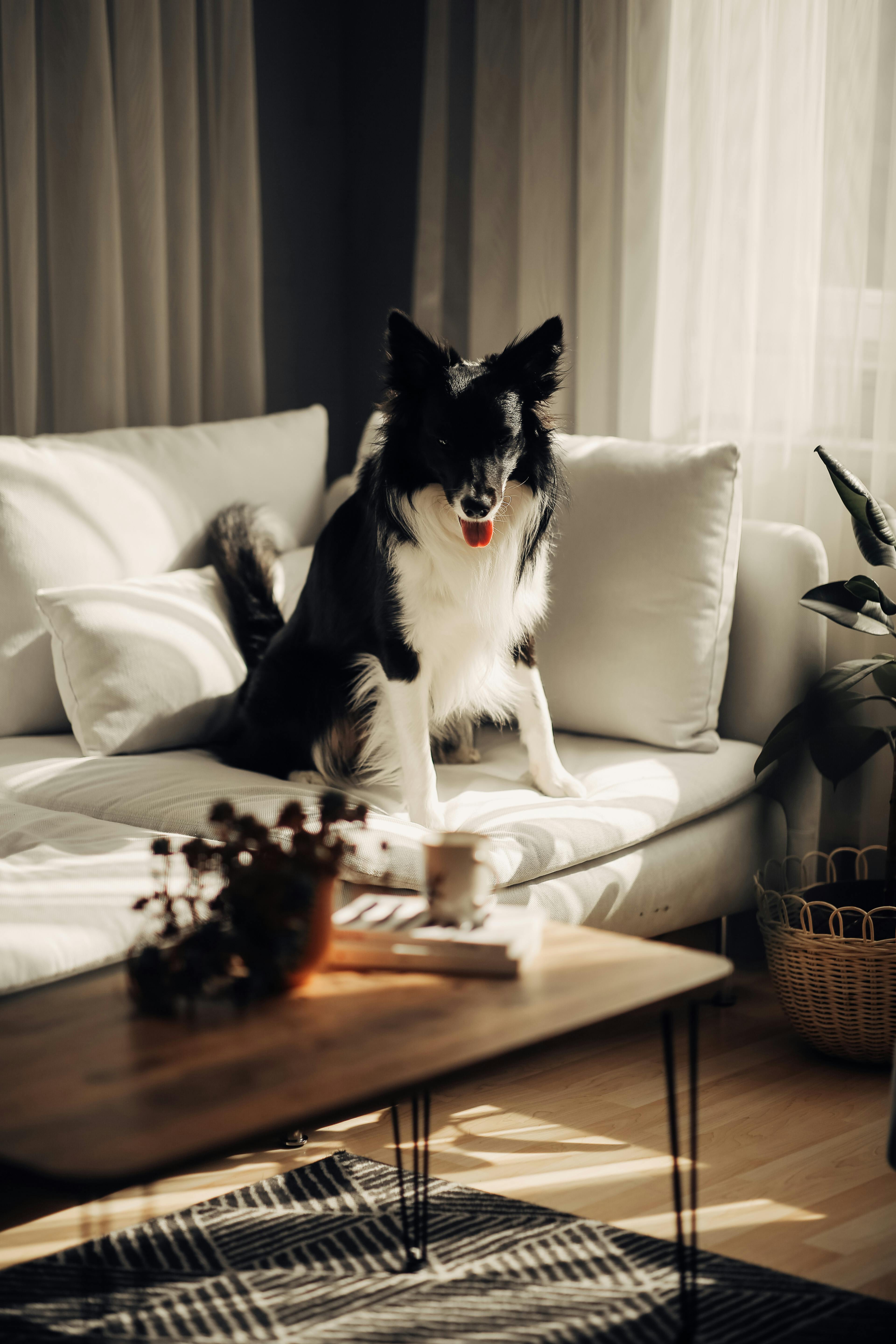 A black and white dog on white sofa