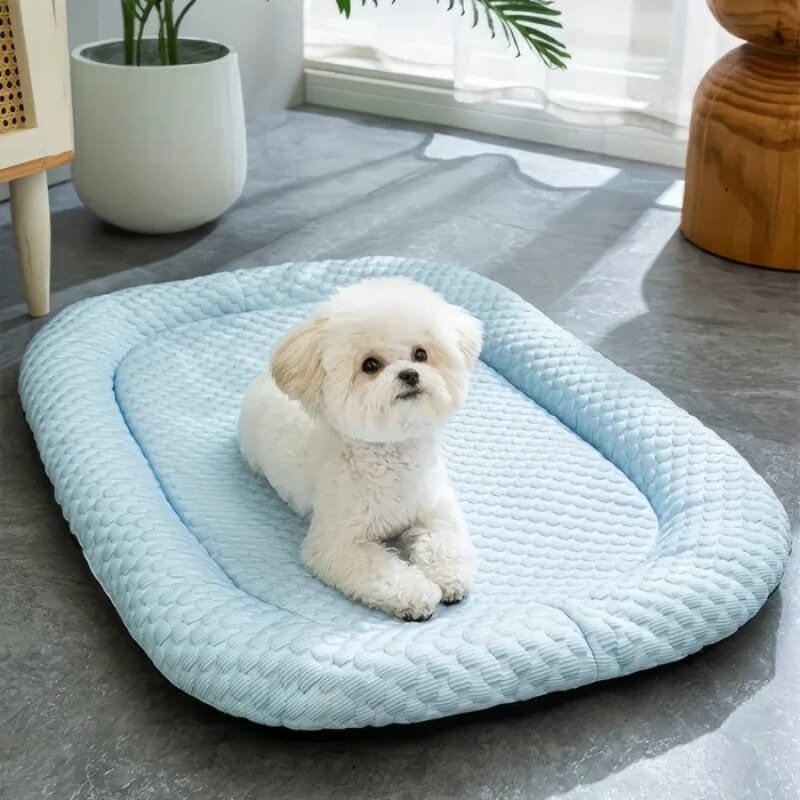 Small white dog sitting on a light blue pet bed in a room with a plant and wooden furniture.