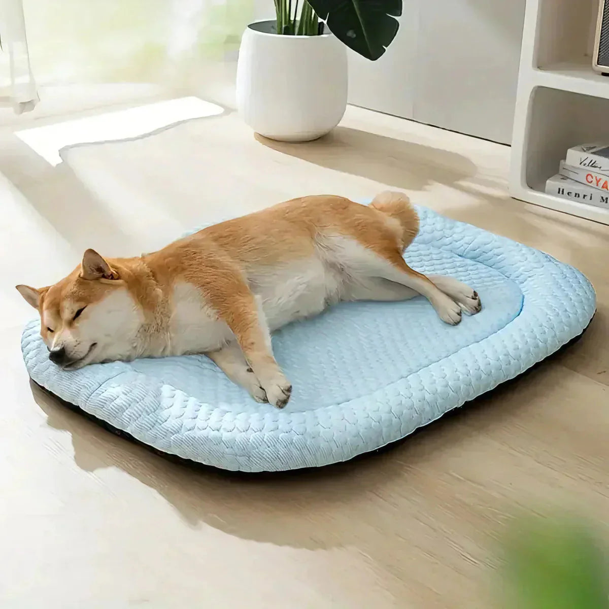 Dog lying on a blue pet bed in a room with a plant and books in the background